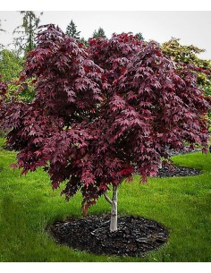 ''Purple ghost'' Acer palmatum (Japanese maples for sale) Online