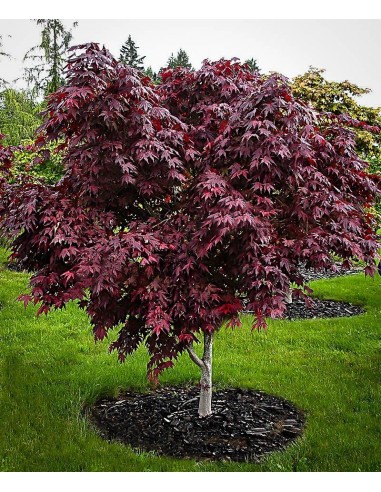 ''Purple ghost'' Acer palmatum (Japanese maples for sale) Online
