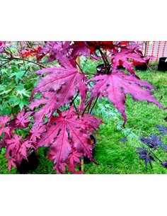 ''Purple ghost'' Acer palmatum (Japanese maples for sale) Online 2