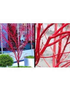 Arce ''Sango kaku'', Arce coral, Injertado - Acer palmatum Unicos disponibles