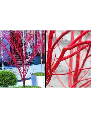 ''Sango kaku'' coral bark maple Acer palmatum (Japanese maples for sale) Online