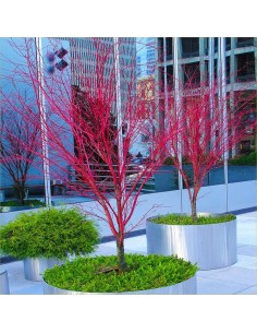 ''Sango kaku'' coral bark maple Acer palmatum (Japanese maples for sale) Online 2