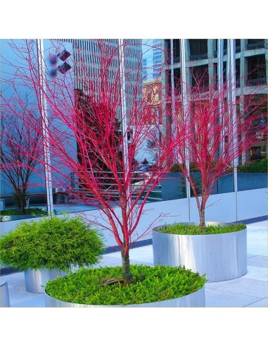 Arce ''Sango kaku'', Arce coral, Injertado - Acer palmatum Unicos disponibles