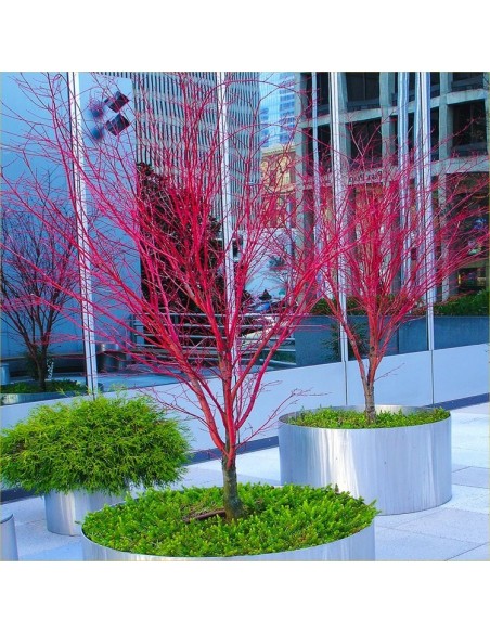 ''Sango kaku'' coral bark maple Acer palmatum (Japanese maples for sale) Online
