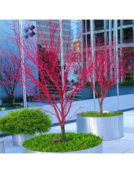 Arce ''Sango kaku'', Arce coral, Injertado - Acer palmatum Unicos disponibles