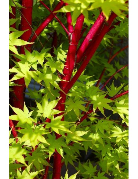 Arce ''Sango kaku'', Arce coral, Injertado - Acer palmatum Unicos disponibles