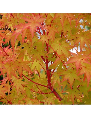 ''Sango kaku'' coral bark maple Acer palmatum (Japanese maples for sale) Online
