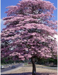 1 Pachira aquatica tree - For sale worlwide shipping On nursery plants.