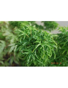 ''Shishigashira''  Acer palmatum (Japanese maples for sale) Online 2