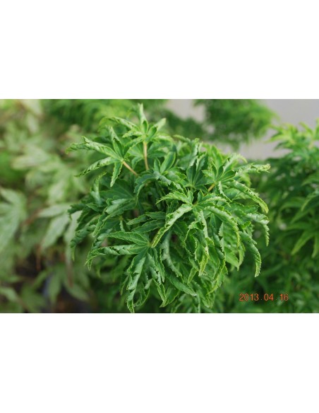 Maple japones ''Shishigashira'' Arce japoneses en venta En Mexico Compra aqui