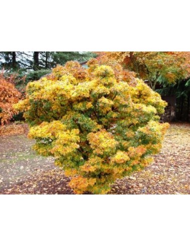 ''Shishigashira''  Acer palmatum (Japanese maples for sale) Online