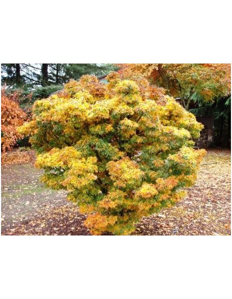 Maple japones ''Shishigashira'' Arce japoneses en venta En Mexico Compra aqui