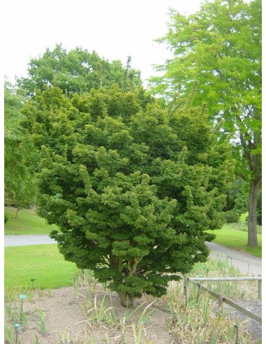 Maple japones ''Shishigashira'' Arce japoneses en venta En Mexico Compra aqui