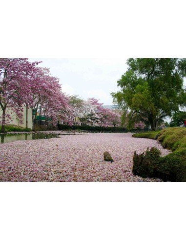 1 Arbolito de Pan de mono -- cacao de mono -Pachira aquatica