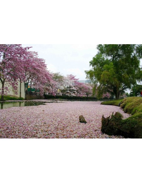 1 Pachira aquatica tree - For sale worlwide shipping On nursery plants.