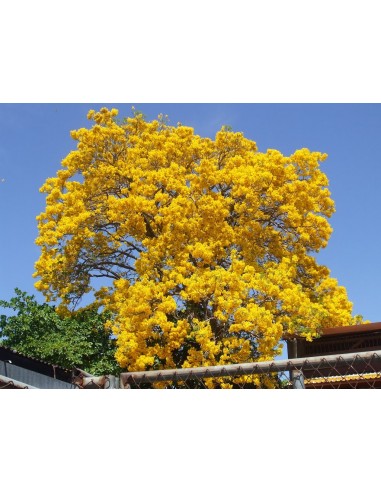 1 Arbolito de Primavera amarillo (Tabebuia donnell-smithii) Venta - Cybistax, Arboles forestales para sembrar