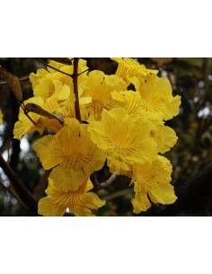1 Gold tree (Tabebuia donnell-smithii) Rare Guatemalan species 2