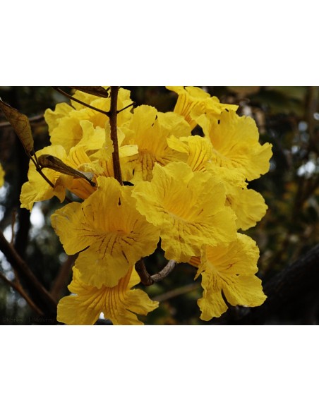 1 Arbolito de Primavera amarillo (Tabebuia donnell-smithii) Venta - Cybistax, Arboles forestales para sembrar