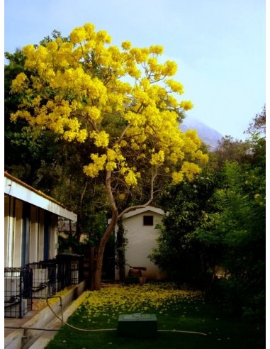 1 Arbolito de Primavera amarillo (Tabebuia donnell-smithii) Venta - Cybistax, Arboles forestales para sembrar