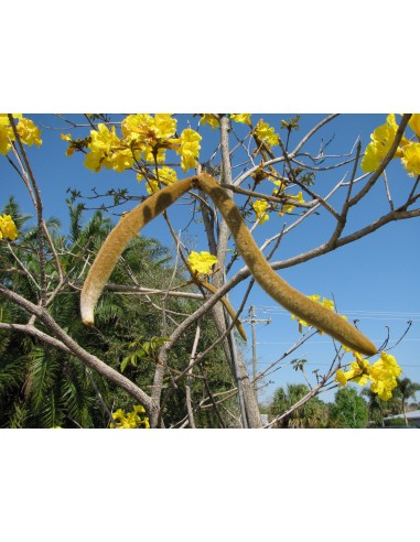 1 Arbolito de Primavera amarillo (Tabebuia donnell-smithii) Venta - Cybistax, Arboles forestales para sembrar