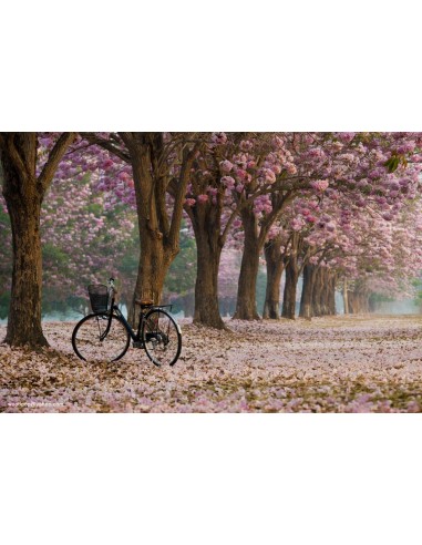 1 Arbolito de Pan de mono -- cacao de mono -Pachira aquatica