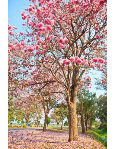 1 Pachira aquatica tree - For sale worlwide shipping On nursery plants.