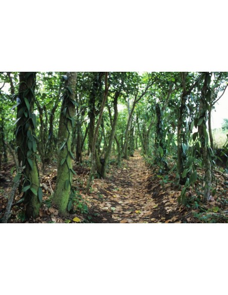 1 Vanilla orchid Plant - Online sale - Vanilla planifolia regular leaf.