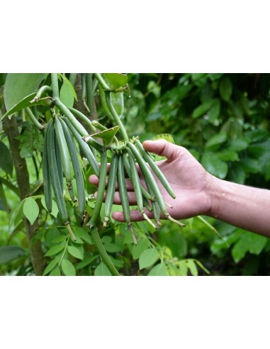 1 Vanilla orchid Plant - Online sale - Vanilla planifolia regular leaf.