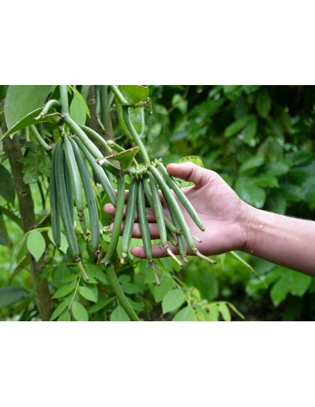 1 Vanilla orchid Plant - Online sale - Vanilla planifolia regular leaf.