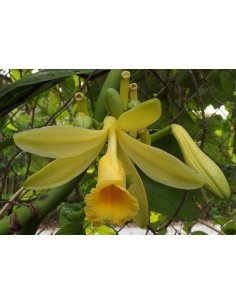 1 Vanilla orchid Plant - Online sale - Vanilla planifolia regular leaf.