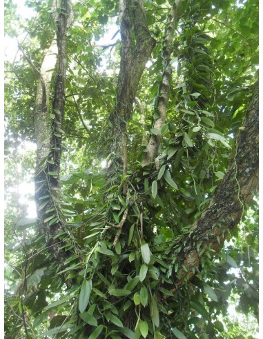 1 Orquidea de la Vainilla (Vanilla planifolia) Follaje normal, Venta de vainilla de Veracruz aqui