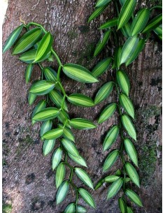 1 Vainilla Variegada - Orquidea de la vainilla, Unicos ejemplares de Hoja Pinta, Vainiya, bainilla, bainiya, venta