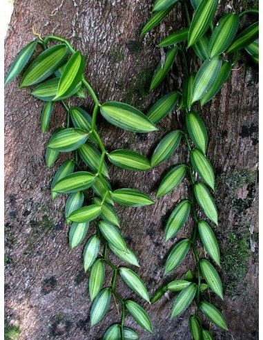 1 Vanilla Plant ''Variegated'' Vanilla planifolia For sale