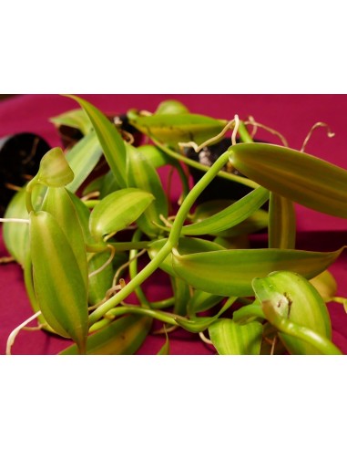 1 Vainilla Variegada - Orquidea de la vainilla, Unicos ejemplares de Hoja Pinta, Vainiya, bainilla, bainiya, venta
