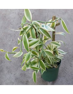 1 orquidea de Vainilla ''Super Variegada'' Super variegated, vainilla, venta en Mexico papantla Envios. 2