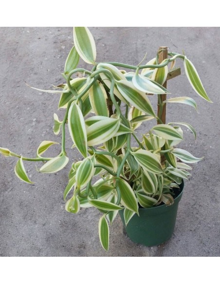 1 Vanilla Plant ''Super Variegated'' Vanilla planifolia For sale