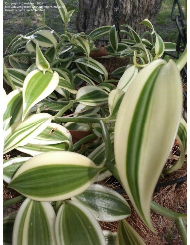 1 orquidea de Vainilla ''Super Variegada'' Super variegated, vainilla, venta en Mexico papantla Envios.