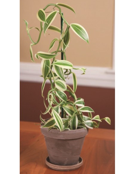 1 Vanilla Plant ''Super Variegated'' Vanilla planifolia For sale