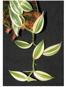 1 orquidea de Vainilla ''Super Variegada'' Super variegated, vainilla, venta en Mexico papantla Envios.