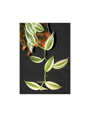 1 Vanilla Plant ''Super Variegated'' Vanilla planifolia For sale