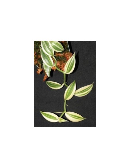 1 Vanilla Plant ''Super Variegated'' Vanilla planifolia For sale