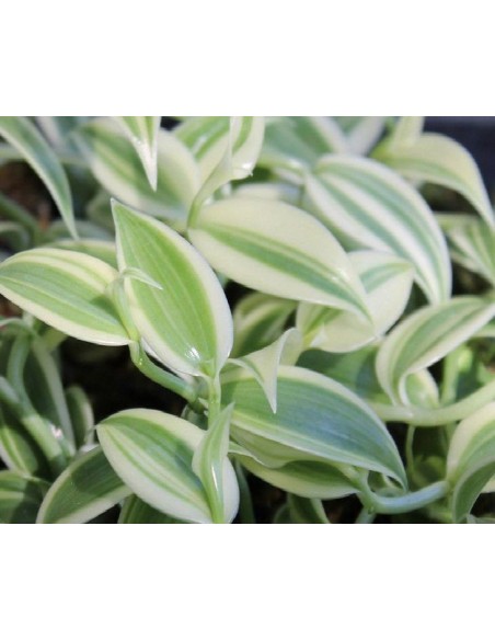 1 Vanilla Plant ''Super Variegated'' Vanilla planifolia For sale