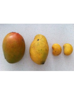 1 Arbolito de Mango ''Niño'' Perla o Miniatura (Mangifera indica) Invernaderos tropicales. 2