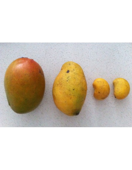 1 Arbolito de Mango ''Niño'' Perla o Miniatura (Mangifera indica) Invernaderos tropicales.