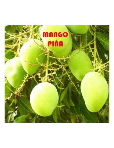 1 arbolito de Mango ''Piña'' Mango Pinha del Brasil- Venta de arboles frutales raros Online