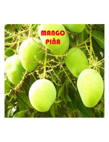 1 arbolito de Mango ''Piña'' Mango Pinha del Brasil- Venta de arboles frutales raros Online 1 arbolito de Mango ''Piña'' Mango Pinha del Brasil- Venta de arboles frutales raros Online