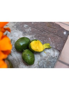 1 arbolito de Mango ''Piña'' Mango Pinha del Brasil- Venta de arboles frutales raros Online 2