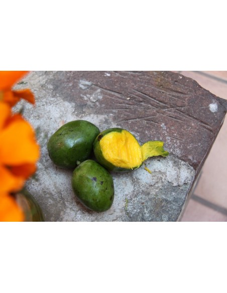 1 arbolito de Mango ''Piña'' Mango Pinha del Brasil- Venta de arboles frutales raros Online 1 arbolito de Mango ''Piña'' Mango Pinha del Brasil- Venta de arboles frutales raros Online