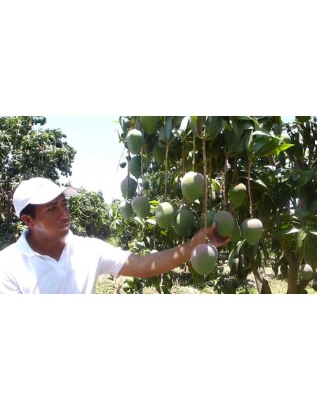 Kent Mango for sale - Grafted plant from Mexico (Mangifera indica) Kent Mango for sale - Grafted plant from Mexico (Mangifera indica)