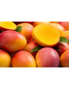 Kent Mango for sale - Grafted plant from Mexico (Mangifera indica)